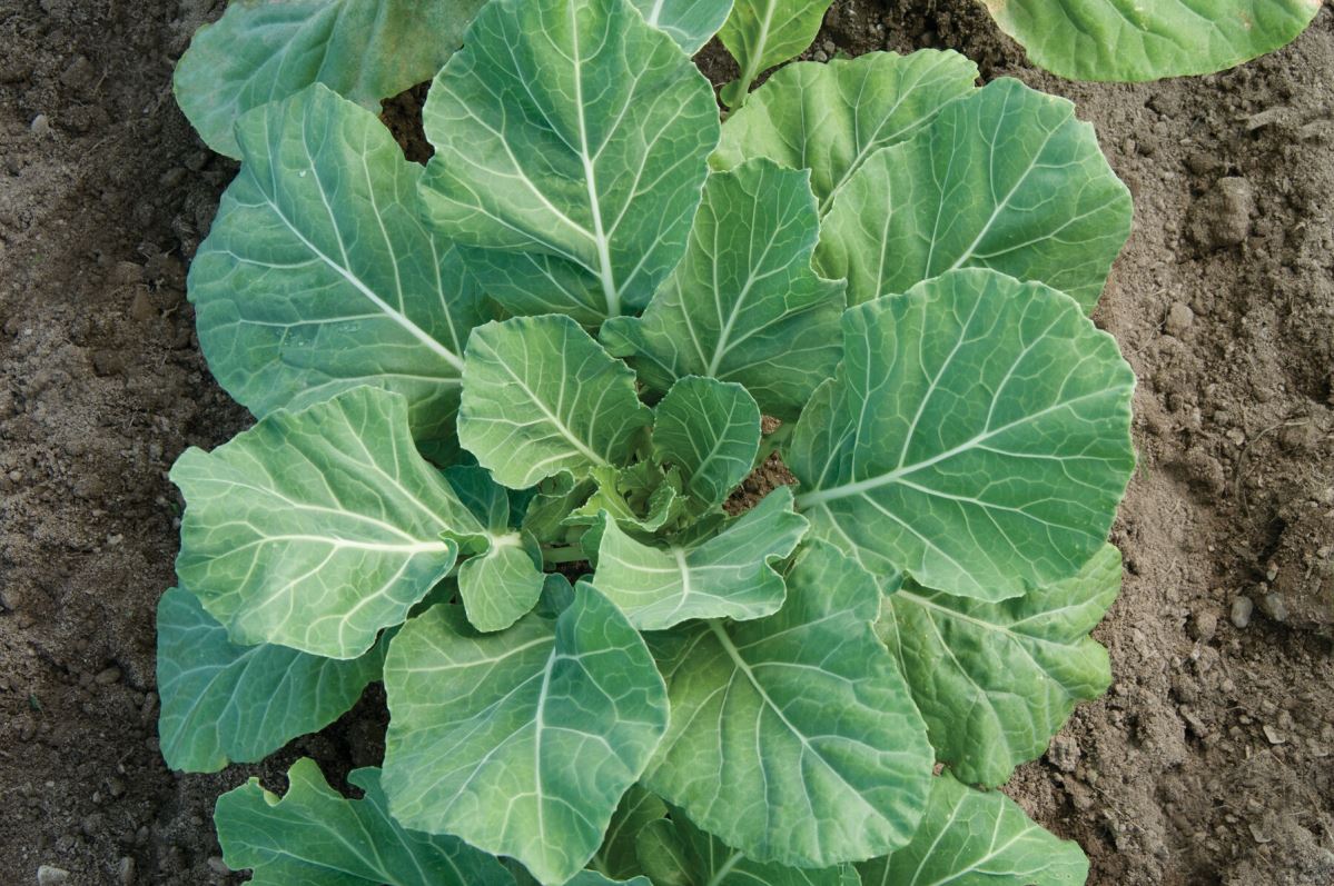 Champion – Collard Seed
